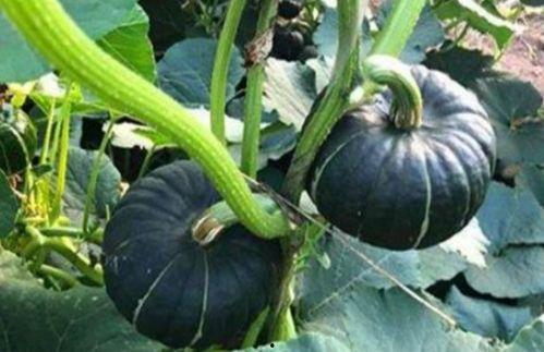 网络吃瓜网红叫什么来着,揭秘网络红人“吃瓜达人”的成名之路 第2张 网络吃瓜网红叫什么来着,揭秘网络红人“吃瓜达人”的成名之路 第2张